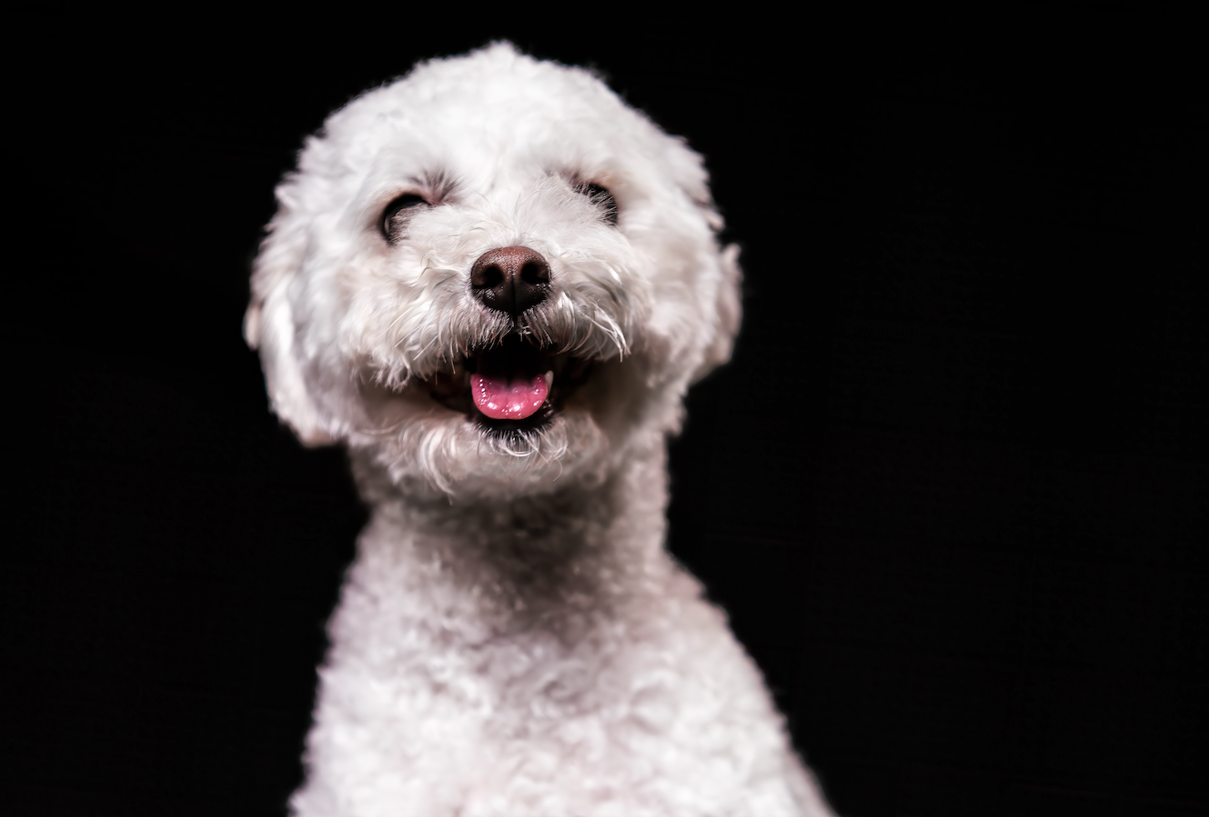 Relaxed white dog for studio portrait session